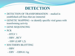 DETECTION
 DETECTION OF TRANSFORMATION – studied in
established cell lines that are immortal
 GENETIC MAPPING - to identify specific viral genes with
transforming activity
 GENE SEQUENCING
 PCR
- HTLV 1
- HBV , HCV
- EBV (LMP 1,2)
 SOUTHERN BLOTTING
- HBV
- EBV - EBNA1 Ag
 