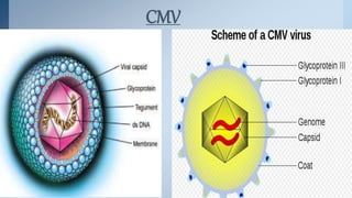 Oncogenic viruses | PPTX