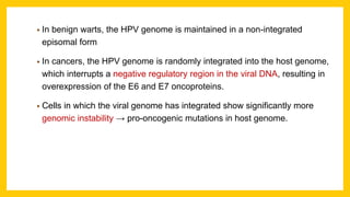 • In benign warts, the HPV genome is maintained in a non-integrated
episomal form
• In cancers, the HPV genome is randomly integrated into the host genome,
which interrupts a negative regulatory region in the viral DNA, resulting in
overexpression of the E6 and E7 oncoproteins.
• Cells in which the viral genome has integrated show significantly more
genomic instability → pro-oncogenic mutations in host genome.
 