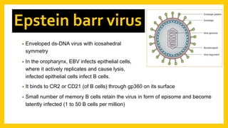 • Enveloped ds-DNA virus with icosahedral
symmetry
• In the oropharynx, EBV infects epithelial cells,
where it actively replicates and cause lysis,
infected epithelial cells infect B cells.
Epstein barr virus
• It binds to CR2 or CD21 (of B cells) through gp360 on its surface
• Small number of memory B cells retain the virus in form of episome and become
latently infected (1 to 50 B cells per million)
 