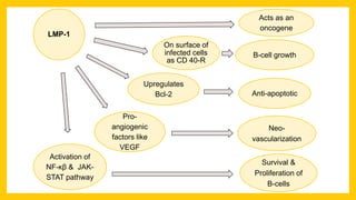 LMP-1
Acts as an
oncogene
On surface of
infected cells
as CD 40-R
Activation of
NF-ĸβ & JAK-
STAT pathway
Upregulates
Bcl-2
Pro-
angiogenic
factors like
VEGF
Survival &
Proliferation of
B-cells
Anti-apoptotic
Neo-
vascularization
B-cell growth
 