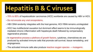 • 70% to 85% of hepatocellular carcinomas (HCC) worldwide are caused by HBV or HCV.
• Do not encode any viral oncoproteins.
• HBV DNA randomly integrates with the host genome, HCV RNA remains unintegrated
• HCC has multifactorial causation but dominant effect seems to be immunologically
mediated chronic inflammation with hepatocyte death followed by compensatory
regenerative process
• In regenerative process a plethora of growth factors, cytokines, chemokines etc are
produced by activated immune cells that promote cell survival, tissue remodeling, and
angiogenesis.
• The activated immune cells also produce reactive oxygen species → mutagenic.
Hepatitis B & C viruses
 
