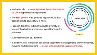 • Mediators also cause activation of the nuclear factor-
κB (NF-κB) pathway in hepatocytes
• The HBx gene in HBV genome hepatocellular has
been shown to cause HCC in mice.
• HBx can directly or indirectly activate a variety of
transcription factors and several signal transduction
pathways
• May interfere with p53 function
• In addition, viral integration can cause secondary rearrangements of chromosomes,
including multiple deletions → loss of unknown tumor suppressor genes.
 