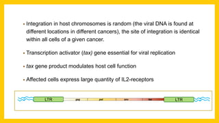 • Integration in host chromosomes is random (the viral DNA is found at
different locations in different cancers), the site of integration is identical
within all cells of a given cancer.
• Transcription activator (tax) gene essential for viral replication
• tax gene product modulates host cell function
• Affected cells express large quantity of IL2-receptors
LTR LTRgag pol env tax
 
