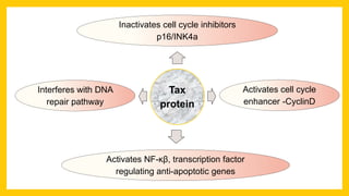 Tax
protein
Inactivates cell cycle inhibitors
p16/INK4a
Activates cell cycle
enhancer -CyclinD
Activates NF-ĸβ, transcription factor
regulating anti-apoptotic genes
Interferes with DNA
repair pathway
 