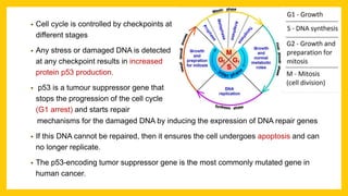 • Cell cycle is controlled by checkpoints at
different stages
• Any stress or damaged DNA is detected
at any checkpoint results in increased
protein p53 production.
• p53 is a tumour suppressor gene that
stops the progression of the cell cycle
(G1 arrest) and starts repair
mechanisms for the damaged DNA by inducing the expression of DNA repair genes
• If this DNA cannot be repaired, then it ensures the cell undergoes apoptosis and can
no longer replicate.
• The p53-encoding tumor suppressor gene is the most commonly mutated gene in
human cancer.
 