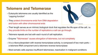 Telomere and Telomerase
• Eukaryotic telomeres are usually identified as the
“capping function”
• They protect chromosome ends from DNA degradation
and fusion with other chromosomal ends
• Their length serves as an intrinsic biological clock that regulates the life span of the cell, i.e.
they provide limits on the number of replications a cell can go through.
• Telomere repeats are lost with each round of cell replication.
• Enzyme “Telomerase” causes elongation of telomeres, but not completely
• It is a ribonucleoprotein with reverse transcriptase activity, is composed of two main parts –
a telomere RNA component and a telomere reverse transcriptase
• Most somatic cells express insufficient telomerase, reactivation in malignant conditions
 