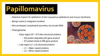 • Selective tropism for epithelium of skin (squamous epithelium) and mucus membrane
• Benign warts to malignant condition
• Non-enveloped, Icosahedral symmetry, ds-circular DNA
Papillomavirus
• Viral genome
• Early region (E1 –E7) Non-structural proteins
• E6 protein degrades p53 gene product
• E7 protein binds to RB gene product
• Late region (L1, L2) structural proteins
• L1 – Major capsid proteins
• L2 – Minor capsid proteins
 