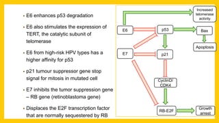 E6
E7
p53 Bax
p21
Apoptosis
RB-E2F
CyclinD/
CDK4
Growth
arrest
Increased
telomerase
activity
• E6 enhances p53 degradation
• E6 also stimulates the expression of
TERT, the catalytic subunit of
telomerase
• E6 from high-risk HPV types has a
higher affinity for p53
• p21 tumour suppressor gene stop
signal for mitosis in mutated cell
• E7 inhibits the tumor suppression gene
– RB gene (retinoblastoma gene)
• Displaces the E2F transcription factor
that are normally sequestered by RB
 