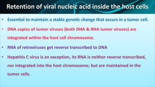 Retention of viral nucleic acid inside the host cells
• Essential to maintain a stable genetic change that occurs in a tumor cell.
• DNA copies of tumor viruses (both DNA & RNA tumor viruses) are
integrated within the host cell chromosome.
• RNA of retroviruses get reverse transcribed to DNA
• Hepatitis C virus is an exception, its RNA is neither reverse transcribed,
nor integrated into the host chromosome; but are maintained in the
tumor cells.
 