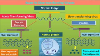 Normal C-myc
Acute Transforming Virus
Capture
Mutation
Slow transforming virus
insertion
Over expressionOver expression Normal protein
Over expressed
Normal protein
Acute Vs Slow-transforming Viruses
Over expressed
Mutant protein
 