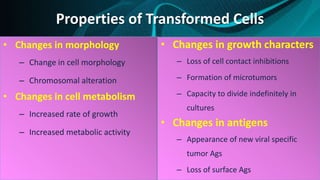 Properties of Transformed Cells
• Changes in morphology
– Change in cell morphology
– Chromosomal alteration
• Changes in cell metabolism
– Increased rate of growth
– Increased metabolic activity
• Changes in growth characters
– Loss of cell contact inhibitions
– Formation of microtumors
– Capacity to divide indefinitely in
cultures
• Changes in antigens
– Appearance of new viral specific
tumor Ags
– Loss of surface Ags
 