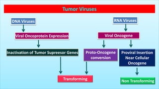 Tumor Viruses
DNA Viruses
Viral Oncoprotein Expression Viral Oncogene
RNA Viruses
Inactivation of Tumor Supreesor Genes Proto-Oncogene
conversion
Transforming
Proviral Insertion
Near Cellular
Oncogene
Non Transforming
 
