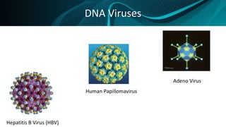 DNA Viruses
Hepatitis B Virus (HBV)
Human Papillomavirus
Adeno Virus
 