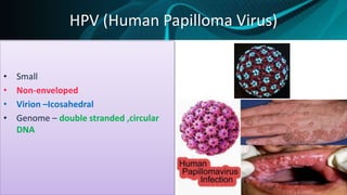 HPV (Human Papilloma Virus)
• Small
• Non-enveloped
• Virion –Icosahedral
• Genome – double stranded ,circular
DNA
 