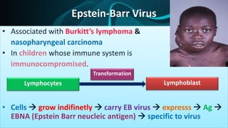 Epstein-Barr Virus
• Associated with Burkitt’s lymphoma &
nasopharyngeal carcinoma
• In children whose immune system is
immunocompromised.
• Cells  grow indifinetly  carry EB virus  expresss  Ag 
EBNA (Epstein Barr neucleic antigen)  specific to virus
Lymphocytes Lymphoblast
Transformation
 