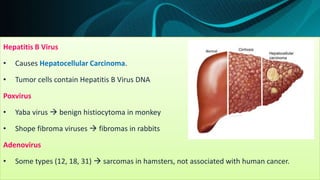 Hepatitis B Virus
• Causes Hepatocellular Carcinoma.
• Tumor cells contain Hepatitis B Virus DNA
Poxvirus
• Yaba virus  benign histiocytoma in monkey
• Shope fibroma viruses  fibromas in rabbits
Adenovirus
• Some types (12, 18, 31)  sarcomas in hamsters, not associated with human cancer.
 