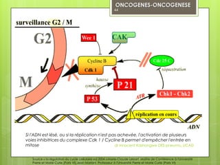 44




Si l'ADN est lésé, ou si la réplication n'est pas achevée, l'activation de plusieurs
voies inhibitrices du complexe Cdk 1 / Cycline B permet d'empêcher l'entrée en
mitose                                          dr innocent Kashongwe DES pneumo, UCAD


   Source « la régulation du cycle cellulaire ed.2004 »:Marie-Claude Lebart Maître de Conférence à l'Université
   Pierre et Marie Curie (Paris VI),Jean Mariani Professeur à l'Université Pierre et Marie Curie (Paris VI)
 