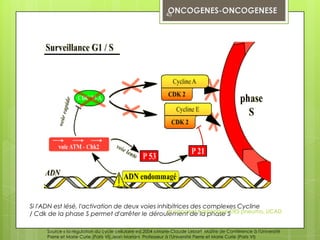 45




Si l'ADN est lésé, l'activation de deux voies inhibitrices des complexes Cycline
/ Cdk de la phase S permet d'arrêter le déroulement deKashongweSDES pneumo, UCAD
                                                 dr innocent la phase


     Source « la régulation du cycle cellulaire ed.2004 »:Marie-Claude Lebart Maître de Conférence à l'Université
     Pierre et Marie Curie (Paris VI),Jean Mariani Professeur à l'Université Pierre et Marie Curie (Paris VI)
 