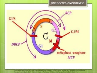 51




Source « la régulation du cycle cellulaire ed.2004 »:Marie-Claude Lebart Maître de Conférence à l'Université
Pierre et Marie Curie (Paris VI),Jean Mariani Professeur à l'Université Pierre et Marie Curie (Paris VI)
 