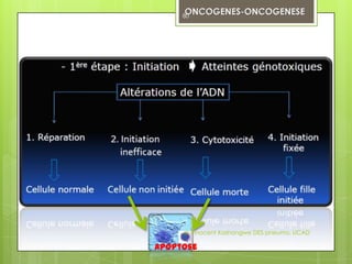 80




     dr innocent Kashongwe DES pneumo, UCAD

apoptose
 
