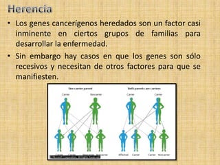 • Los genes cancerígenos heredados son un factor casi
  inminente en ciertos grupos de familias para
  desarrollar la enfermedad.
• Sin embargo hay casos en que los genes son sólo
  recesivos y necesitan de otros factores para que se
  manifiesten.
 