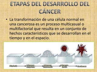 • La transformación de una célula normal en
  una cancerosa es un proceso multicasual o
  multifactorial que resulta en un conjunto de
  hechos característicos que se desarrollan en el
  tiempo y en el espacio.
 