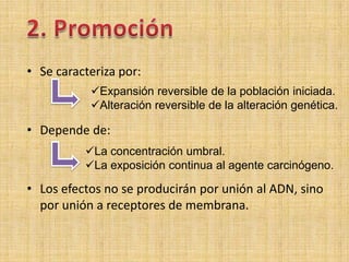 • Se caracteriza por:
           Expansión reversible de la población iniciada.
           Alteración reversible de la alteración genética.

• Depende de:
          La concentración umbral.
          La exposición continua al agente carcinógeno.

• Los efectos no se producirán por unión al ADN, sino
  por unión a receptores de membrana.
 