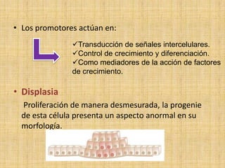 • Los promotores actúan en:
               Transducción de señales intercelulares.
               Control de crecimiento y diferenciación.
               Como mediadores de la acción de factores
               de crecimiento.

• Displasia
  Proliferación de manera desmesurada, la progenie
  de esta célula presenta un aspecto anormal en su
  morfología.
 