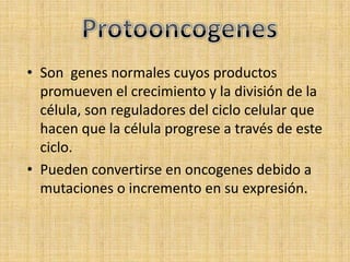 • Son genes normales cuyos productos
  promueven el crecimiento y la división de la
  célula, son reguladores del ciclo celular que
  hacen que la célula progrese a través de este
  ciclo.
• Pueden convertirse en oncogenes debido a
  mutaciones o incremento en su expresión.
 