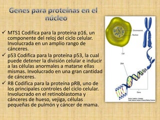  MTS1 Codifica para la proteína p16, un
  componente del reloj del ciclo celular.
  Involucrada en un amplio rango de
  cánceres.
 p53 Codifica para la proteína p53, la cual
  puede detener la división celular e inducir
  a las células anormales a matarse ellas
  mismas. Involucrado en una gran cantidad
  de cánceres.
 RB Codifica para la proteína pRB, uno de
  los principales controles del ciclo celular.
  Involucrado en el retinoblastoma y
  cánceres de hueso, vejiga, células
  pequeñas de pulmón y cáncer de mama.
 