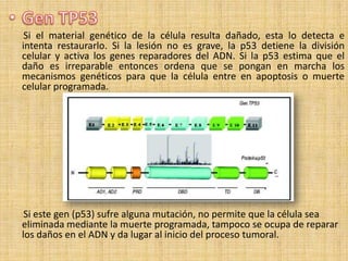 Si el material genético de la célula resulta dañado, esta lo detecta e
intenta restaurarlo. Si la lesión no es grave, la p53 detiene la división
celular y activa los genes reparadores del ADN. Si la p53 estima que el
daño es irreparable entonces ordena que se pongan en marcha los
mecanismos genéticos para que la célula entre en apoptosis o muerte
celular programada.




 Si este gen (p53) sufre alguna mutación, no permite que la célula sea
eliminada mediante la muerte programada, tampoco se ocupa de reparar
los daños en el ADN y da lugar al inicio del proceso tumoral.
 
