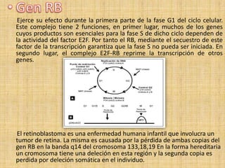 Ejerce su efecto durante la primera parte de la fase G1 del ciclo celular.
Este complejo tiene 2 funciones, en primer lugar, muchos de los genes
cuyos productos son esenciales para la fase S de dicho ciclo dependen de
la actividad del factor E2F. Por tanto el RB, mediante el secuestro de este
factor de la transcripción garantiza que la fase S no pueda ser iniciada. En
segundo lugar, el complejo E2F-RB reprime la transcripción de otros
genes.




El retinoblastoma es una enfermedad humana infantil que involucra un
tumor de retina. La misma es causada por la pérdida de ambas copias del
gen RB en la banda q14 del cromosoma 133,18,19 En la forma hereditaria
un cromosoma tiene una deleción en esta región y la segunda copia es
perdida por deleción somática en el individuo.
 
