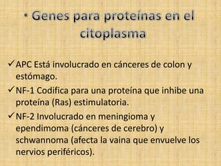 APC Está involucrado en cánceres de colon y
 estómago.
NF-1 Codifica para una proteína que inhibe una
 proteína (Ras) estimulatoria.
NF-2 Involucrado en meningioma y
 ependimoma (cánceres de cerebro) y
 schwannoma (afecta la vaina que envuelve los
 nervios periféricos).
 