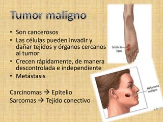 • Son cancerosos
• Las células pueden invadir y
  dañar tejidos y órganos cercanos
  al tumor
• Crecen rápidamente, de manera
  descontrolada e independiente
• Metástasis

Carcinomas  Epitelio
Sarcomas  Tejido conectivo
 