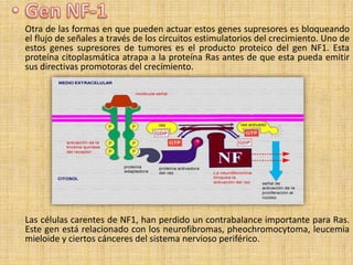 Otra de las formas en que pueden actuar estos genes supresores es bloqueando
el flujo de señales a través de los circuitos estimulatorios del crecimiento. Uno de
estos genes supresores de tumores es el producto proteico del gen NF1. Esta
proteína citoplasmática atrapa a la proteína Ras antes de que esta pueda emitir
sus directivas promotoras del crecimiento.




Las células carentes de NF1, han perdido un contrabalance importante para Ras.
Este gen está relacionado con los neurofibromas, pheochromocytoma, leucemia
mieloide y ciertos cánceres del sistema nervioso periférico.
 