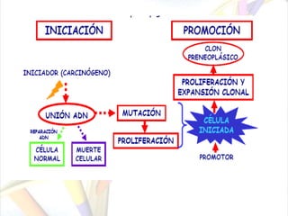 Carcinógenos químicosDurante el último siglo, se han descrito miles de agentes químicos capaces de transformar las células in vitro y actuar como carcinógenos en los animales.Algunos de los más potentes, como los hidrocarburos aromáticos policíclicos, proceden de combustibles fósiles o son productos de combustiones incompletas.