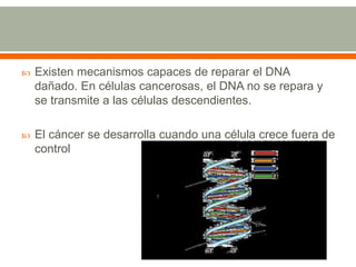  Existen mecanismos capaces de reparar el DNA
dañado. En células cancerosas, el DNA no se repara y
se transmite a las células descendientes.
 El cáncer se desarrolla cuando una célula crece fuera de
control
 