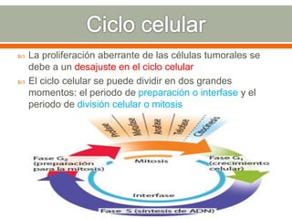  La proliferación aberrante de las células tumorales se
debe a un desajuste en el ciclo celular
 El ciclo celular se puede dividir en dos grandes
momentos: el periodo de preparación o interfase y el
periodo de división celular o mitosis
 