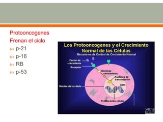 Protooncogenes
Frenan el ciclo
 p-21
 p-16
 RB
 p-53
 