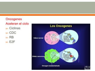 Oncogenes
Aceleran el ciclo
 Ciclinas
 CDC
 RB
 E2F
 