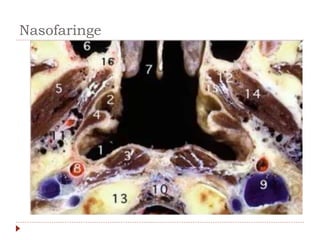 Nasofaringe
 