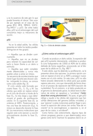 CAPITULO II CARCINOGENESIS, p53 Y NEOPLASIAS CUTANEAS
y es la ausencia de este gen lo que
puede fomentar el cáncer. Esto suce-
de por ejemplo en el caso de los
genes RP-2, RP-8, TRPM-2, SGP-2,
Fas/APO-1 y p53. De entre todos
ellos, p53 es el antioncogen del cual
conocemos mejor su mecanismo de
acción.
p53
Ya en la edad adulta, las células
presentes en todos los tejidos pueden
distinguirse en tres grupos:
— Aquellas que se dividen conti-
nuamente.
— Aquellas que no se dividen
pero retienen la capacidad de vol-
verlo a hacer (frente a un daño o
estímulo).
— Aquellas que están completa-
mente diferenciadas y nunca más
podrán volver a entrar en mitosis.
La secuencia de acontecimientos que
tienen lugar durante esta división celu-
lar, incluyendo la mitosis, se conoce
como ciclo celular (fig. 3).
El ciclo celular está formado por
cuatro fases: G1, S, G2 y M. Las
células que están en reposo entran
en el ciclo de división a través de la
fase G1, la más larga y que deter-
minará el grado de proliferación
celular. En la siguiente fase (S), se
sintetiza el ADN. Posteriormente, y
tras una fase de transición (G2), la
mitosis se desarrolla durante la fase
M. Los mecanismos moleculares que
regulan este ciclo ejercen su acción
principalmente durante la fase G1
(fig. 4A).
¿Cómo actúa el antioncogen p53?
Cuando se produce un daño celular, la expresión del
gen p53 aumenta intensamente, uniéndose su produc-
to (una fosfoproteína de 53kD) al ADN de la célula
dañada de forma específica, provocando así el blo-
queo de la célula en G1 (fig. 4B)12.
A esta célula, que ha detenido su proliferación, se le
presentan ahora dos opciones. La primera opción con-
siste en reparar el error en su ADN y proseguir nueva-
mente con el ciclo celular. En este caso, p53 no sólo
habrá actuado deteniendo la célula para que pueda
reparar este error, sino que intervendrá de forma direc-
ta en el proceso de reparación del ADN (escisión de
nucleótidos). Por el contrario, si el daño producido en
el genoma es demasiado grave, la célula tiene la alter-
nativa de entrar en apoptosis y "suicidarse" ("better
dead than wrong phenomenon"). Así pues, el gen p53
obliga y ayuda a las células del organismo que han
sufrido alteraciones del genoma (células iniciadas), y
que "gracias" a estas mutaciones podrían llegar a pro-
mover la aparición del cáncer (ver arriba "fase de ini-
ciación" en la carcinogénesis), a repararse o, en el
peor de los casos, a suicidarse6.
Como hemos visto anteriormente, algunos tipos de
cáncer progresan gracias a que determinados onco-
genes como bcl-2 inactivan la apoptosis (bcl-2 es un
ONCOLOGIA CUTANEA
i
Fig. 3.— Ciclo de división celular.
 