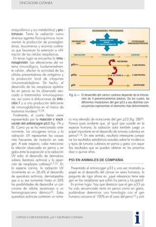 CAPITULO II CARCINOGENESIS, p53 Y NEOPLASIAS CUTANEAS
araquidónico y sus metabolitos) y pro -
teinasas. Tanto la radiación como
diversos agentes físico-químicos incre-
mentan la producción de prostaglan-
dinas, leucotrienos y enzimas cutáne-
os que favorecen la extensión e infil-
tración de las células neoplásicas.
En tercer lugar se encuentra la inmu -
nosupresión. Las alteraciones del sis-
tema inmunológico, fundamentalmen-
te celular, afectan la actividad de las
células presentadoras de antígenos y
la producción local de citoquinas
inmunomoduladoras. De hecho, el
desarrollo de las neoplasias epitelia-
les en perros se ha observado aso-
ciado a tratamientos inmunosupreso-
res, así como a disfunciones de linfo -
citos T y a una producción deficiente
de inmunoglobulinas en el marco de
trastornos tiroideos19,28.
Finalmente, el cuarto factor viene
representado por la mutación e inacti -
vación del antioncogen p53 (fig. 7A y
B). Como ya se ha mencionado ante-
riormente, los oncogenes víricos y la
radiación UV representan las causas
más frecuentes de mutación en este
gen. A este respecto, cabe mencionar
la relación observada en perros y en
gatos entre la exposición a la radiación
UV solar, el desarrollo de dermatosis
solares (keratosis actínica) y la apari-
ción de neoplasias cutáneas5,7,22. En
la especie canina, la radiación UV
incrementa en un 36,6% el desarrollo
de queratosis actínicas, dermatopatías
que a su vez aumentan hasta un 26%
las posibilidades de desarrollar un car-
cinoma de células escamosas o un
hemangiosarcoma dérmico22. Estas
queratosis actínicas contienen un núme-
ro muy elevado de mutaciones del gen p53 (fig. 2B)26.
Parece pues evidente que, al igual que sucede en la
especie humana, la radiación solar también juega un
papel importante en el desarrollo de tumores cutáneos en
perros5,14. En este sentido, resultaría interesante compa-
rar los resultados estadísticos actuales sobre la incidencia
y tipos de tumores cutáneos en perros y gatos con aque-
llos resultados que se puedan obtener en los próximos
diez o quince años.
P53 EN ANIMALES DE COMPAÑIA
Presentado el antioncogen p53 y una vez mostrado su
papel en el desarrollo del cáncer en seres humanos, la
pregunta de rigor ahora es: ¿qué relevancia tiene este
gen en las neoplasias que sufren los perros y los gatos?
En primer lugar, hay que destacar que el gen p53 ya
ha sido secuenciado tanto en perros como en gatos,
pudiéndose determinar una homología con el gen
humano cercana al 100% en el caso del perro10 y pró-
ONCOLOGIA CUTANEA
i
Fig. 6.— El desarrollo del cáncer cutáneo depende de la interac-
ción de 4 patomecanismos básicos. De los cuatro, las
diferentes mutaciones del gen p53 y sus distintas con-
secuencias representan el elemento más determinante.
 