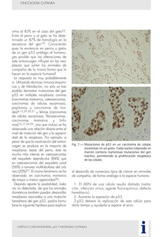 el desarrollo de numerosos tipos de cáncer en animales
de compañía, de forma análoga a la especie humana:
1. El ADN de una célula resulta dañado (radia-
ción, infección vírica, agente físico-químico, defecto
hereditario).
2. Aumenta la expresión de p53.
3.p53 detiene la replicación de esta célula para
darle tiempo y ayudarla a reparar el error.
CAPITULO II CARCINOGENESIS, p53 Y NEOPLASIAS CUTANEAS
xima al 83% en el caso del gato23.
Entre el perro y el gato se ha deter-
minado un 87% de homología en la
secuencia del gen10. Conociendo
pues la existencia en perros y gatos
de un gen p53 análogo al humano,
¿es posible que las alteraciones de
este antioncogen influyan en las neo-
plasias que sufren los animales de
compañía de la misma forma que lo
hacen en la especie humana?
La respuesta es muy probablemente
sí. Utilizando técnicas inmunocitoquími-
cas y de hibridación, no sólo se han
podido demostrar mutaciones del gen
p53 en múltiples neoplasias caninas
(carcinomas mamarios, osteosarcomas,
carcinomas de células escamosas,
papilomas y carcinomas de tiroi-
des)4,15,29,30,31 y felinas (carcinomas
de células escamosas, fibrosarcomas,
carcinomas mamarios y linfo-
mas)16,17,24,29, sino que incluso se ha
observado una relación directa entre el
nivel de mutación del gen y la agresivi-
dad de la neoplasia. Por ejemplo, a
pesar de que la inactivación del antion-
cogen se produce en la mayoría de
neoplasias óseas del perro, ésta es
mucho más intensa en osteosarcomas
del esqueleto apendicular (84%) que
en osteosarcomas del esqueleto axial
(56%) o tumores multilobulares del crá-
neo (20%)27. El mismo fenómeno se ha
observado en carcinomas mamarios
de mayor o menor agresividad30.
Dejando aparte la posibilidad, toda-
vía no detectada, de que los animales
domésticos también puedan desarrollar
neoplasias asociadas a una mutación
hereditaria del gen p53, podría formu-
larse la siguiente hipótesis para explicar
ONCOLOGIA CUTANEA
i
Fig. 7.— Mutaciones de p53 en un carcinoma de células
escamosas en un perro. Cada núcleo coloreado en
marrón contiene numerosas mutaciones del gen
inactivo, permitiendo la proliferación neoplásica
de las células.
 