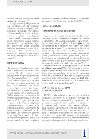CAPITULO III REVISION ACTUALIZADA DE TUMORES CUTANEOS EN EL PERRO Y EL GATO
recidivas son muy infrecuentes tras la
extirpación quirúrgica7,22.
Un bajo porcentaje de plasmacito-
mas (alrededor del 3%) producen
amiloide y recidivan después de la
extirpación quirúrgica. Muy ocasio-
nalmente pueden aparecer de forma
multifocal y afectar otros órganos
como la médula ósea, por lo que es
siempre conveniente realizar un segui-
miento estricto después de la cirugía.
Este seguimiento puede realizarse
mediante proteinogramas periódicos,
puesto que estas neoplasias frecuen-
temente se caracterizan por causar
una hipergammaglobulinemia mono-
clonal7,22.
ESPECIE FELINA
En la especie felina los tumores cutá-
neos se consideran, en estudios reali-
zados en EE. UU., los segundos en
frecuencia tras los procesos neoplási-
cos hematopoyéticos3,15. Según
nuestros datos, sin embargo, es posi-
ble que en nuestro país sean los
segundos en frecuencia después de
los de origen mamario. Las neopla-
sias cutáneas con mayor incidencia
en esta especie son el carcinoma de
células escamosas, los sarcomas, el
tumor de células basales y el tumor de
mastocitos7. En el gato, un porcenta-
je superior al 65% de las neoplasias
cutáneas presentan características his-
tológicas malignas y se comportan de
forma agresiva a nivel local, por lo
que cobra una importancia destaca-
da su diagnóstico precoz y la toma
de medidas terapéuticas, puesto que
la gran mayoría de estas neoplasias
pueden ser tratadas satisfactoriamente si se detectan
en estadios iniciales de crecimiento (tabla II)6,7.
Tumores epiteliales
Carcinoma de células escamosas
Se sabe que en el desarrollo de este tipo de neopla-
sias juega un papel importante la exposición cutánea
a la luz solar. Esta exposición provoca, en primera ins-
tancia, alteraciones displásicas (pre-neoplásicas) en
queratinocitos de la epidermis que reciben el nombre
de queratosis actínica17. La manifestación clinica de
esta entidad puede consistir en costras, escamas, ulce-
raciones o placas en las áreas cutáneas menos prote-
gidas (pabellones auriculares, plano nasal y hocico).
Es altamente recomendable el estudio histológico de
estas lesiones, puesto que clínicamente no pueden dife-
renciarse del estadio neoplásico del proceso7,8.
La queratosis actínica puede progresar a carcinoma
de células escamosas (CCE). Esta neoplasia se divide,
según el grado de desarrollo, entre las que se encuen-
tran a nivel más superficial, sin penetrar la membrana
basal de la epidermis (CCE in situ) y las que muestran
comportamiento infiltrativo hacia la dermis (CCE inva -
sivo). En estos estadios la neoplasia puede metastatizar
a nivel local y a órganos distantes8,22.
Enfermedad de Bowen (CCE
in situ multicéntrico)
El CCE in situ multicéntrico es una entidad clínica
infrecuente consistente en la aparición multifocal de
lesiones costrosas en forma de placas, a menudo alo-
pécicas, que preferentemente afectan a cabeza, cue-
llo, área escapular, extremidades anteriores y dígitos.
Estas lesiones, contrariamente a lo que ocurre en el
CCE, tienden a localizarse en zonas pigmentadas con
pelo. Se sospecha la posibilidad de una etiología víri-
ca o tóxica –como ha sido reconocido en la especie
humana–, aunque ésta no ha sido demostrada hasta el
momento en la especie felina. Las lesiones pueden per-
ONCOLOGIA CUTANEA
i
 
