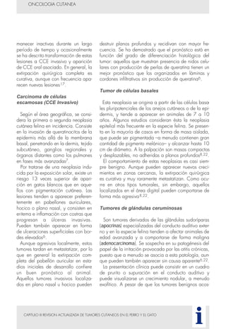 CAPITULO III REVISION ACTUALIZADA DE TUMORES CUTANEOS EN EL PERRO Y EL GATO
manecer inactivas durante un largo
período de tiempo y ocasionalmente
se ha descrito transformación de estas
lesiones a CCE invasivo y aparición
de CCE oral asociado. En general, la
extirpación quirúrgica completa es
curativa, aunque con frecuencia apa-
recen nuevas lesiones17.
Carcinoma de células
escamosas (CCE Invasivo)
Según el área geográfica, se consi-
dera la primera o segunda neoplasia
cutánea felina en incidencia. Consiste
en la invasión de queratinocitos de la
epidermis más allá de la membrana
basal, penetrando en la dermis, tejido
subcutáneo, ganglios regionales y
órganos distantes como los pulmones
en fases más avanzadas7.
Por tratarse de una neoplasia indu-
cida por la exposición solar, existe un
riesgo 13 veces superior de apari-
ción en gatos blancos que en aque-
llos con pigmentación cutánea. Las
lesiones tienden a aparecer preferen-
temente en pabellones auriculares,
hocico o plano nasal, y consisten en
eritema e inflamación con costras que
progresan a úlceras invasivas.
Pueden también aparecer en forma
de ulceraciones superficiales con bor-
des elevados6.
Aunque agresivos localmente, estos
tumores tardan en metastatizar, por lo
que en general la extirpación com-
pleta del pabellón auricular en esta-
dios iniciales de desarrollo confiere
un buen pronóstico al animal.
Aquellos tumores invasivos localiza-
dos en plano nasal u hocico pueden
destruir planos profundos y recidivan con mayor fre-
cuencia. Se ha demostrado que el pronóstico está en
función del grado de diferenciación histológica del
tumor: aquellos que muestran presencia de nidos celu-
lares con producción de perlas de queratina tienen un
mejor pronóstico que los organizados en láminas y
cordones infiltrativos sin producción de queratina6.
Tumor de células basales
Esta neoplasia se origina a partir de las células basa-
les pluripotenciales de los anejos cutáneos o de la epi-
dermis, y tiende a aparecer en animales de 7 a 10
años. Algunos estudios consideran ésta la neoplasia
epitelial más frecuente en la especie felina. Se presen-
ta en la mayoría de casos en forma de masa aislada,
que puede ser pigmentada –a menudo contienen gran
cantidad de pigmento melánico– y alcanzar hasta 10
cm de diámetro. A la palpación son masas compactas
y desplazables, no adheridas a planos profundos8,22.
El comportamiento de estas neoplasias es casi siem-
pre benigno. Aunque pueden aparecer nuevos creci-
mientos en zonas cercanas, la extirpación quirúrgica
es curativa y muy raramente metastatizan. Como ocu-
rre en otros tipos tumorales, sin embargo, aquellos
localizados en el área digital pueden comportarse de
forma más agresiva8,22.
Tumores de glándulas ceruminosas
Son tumores derivados de las glándulas sudoríparas
(apocrinas) especializadas del conducto auditivo exter-
no y en la especie felina tienden a afectar animales de
edad avanzada y a comportarse de forma maligna
(adenocarcinoma). Se sospecha en su patogénesis del
papel de la irritación provocada por las otitis crónicas,
puesto que a menudo se asocia a esta patología, aun-
que pueden también aparecer sin causa aparente6,22.
La presentación clínica puede consistir en un cuadro
de prurito o supuración en el conducto auditivo y
puede visualizarse un crecimiento nodular, a menudo
exofítico. A pesar de que los tumores benignos acos-
ONCOLOGIA CUTANEA
i
 