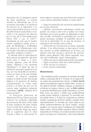 CAPITULO III REVISION ACTUALIZADA DE TUMORES CUTANEOS EN EL PERRO Y EL GATO
desconoce aún la patogenia exacta
de estas neoplasias, un estudio
reciente ha demostrado que no se
encuentran asociadas a la presencia
de aluminio en el adyuvante, a la
casa comercial de la vacuna, a la vía
de administración (subcutánea o mus-
cular) ni a la presencia de infección
por el virus de la Inmunodeficiencia
Felina (FIV) o por el FeLV6,9.
Actualmente se cree que la transfor-
mación neoplásica puede ocurrir a
partir de fibroblastos y miofibroblas-
tos reactivos en inflamaciones cróni-
cas locales inducidas por adyuvantes
vacunales, antígenos o ambos11.
El intervalo entre la administración
de la vacuna y la aparición del tumor
oscila entre 3 meses y 3 años.
Cuando aparece, crece de forma
rápida, infiltrativa y muy raramente
metastatiza16. A pesar de que la
extirpación quirúrgica puede ser cura-
tiva, son muy frecuentes las recidivas,
incluso en casos en los que histológi-
camente se observa márgenes
amplios sin tejido tumoral. Esto puede
deberse a la presencia de distintos
comportamientos en misma masa
tumoral o al hecho de que con fre-
cuencia estas neoplasias presentan
crecimientos "satélite", alejados de la
masa principal6.
La Asociación Americana de
Veterinarios Clínicos Felinos aconseja
continuar los protocolos habituales
de vacunación de rabia y FeLV, dada
la baja incidencia de estas neopla-
sias en el total de la población vacu-
nada y al elevado riesgo que supon-
dría su suspensión para la salud
humana y felina. A continuación lis-
tamos algunos consejos que esta Asociación propone
y que creemos aplicables también a nuestro país6.
— Seguir los protocolos de vacunación especificados
por la casa comercial.
— Realizar vacunaciones subcutáneas cuando sea
posible. Las masas a este nivel se palpan con mayor
facilidad y por lo tanto pueden ser detectadas en esta-
dios iniciales, facilitando la posibilidad de una extir-
pación quirúrgica completa. Es preferible vacunar a
nivel de la extremidad. En el caso de recidivas, la
amputación del miembro sería curativa.
— Administrar las vacunaciones en áreas corporales
distintas. Si se utiliza siempre un área para el mismo
tipo vacunal, se podrá establecerse en el futuro una
relación entre tipo vacunal y aparición de sarcoma.
(Rabia: pierna derecha; FeLV: pierna izquierda; vacu-
nas vivas modificadas: región interescapular).
— Utilizar vacunas sin adyuvantes (cuando sea posible).
— Agitar el producto antes de la administración.
— Evitar vacunas con aluminio.
— Evitar vacunas combinadas.
Mastocitomas
Esta neoplasia tiende a aparecer en animales de edad
media o avanzada (de 8 a 10 años). En la especie feli-
na existen dos presentaciones clínicas. La forma visceral
afecta principalmente órganos abdominales, aunque se
han descrito también metástasis cutáneas y presentación
simultánea en órganos internos y piel. La forma cutánea
se presenta afectando piel y tejido subcutáneo y se mani-
fiesta como una placa o nódulo que superficialmente
puede mostrar alopecia o ulceración. En animales jóve-
nes (edad inferior a 4 años) los mastocitomas cutáneos
tienden a presentarse de forma aislada y pueden remitir
espontáneamente. En animales de mayor edad se pre-
sentan predominantemente de forma aislada, aunque
aquellos con mayores signos histológicos de malignidad
(atipia celular, mitosis) pueden aparecer distintos nódulos
espaciados en el tiempo. Las recidivas locales tras la extir-
pación quirúrgica son infrecuentes y sólo ocasionalmente
ONCOLOGIA CUTANEA
i
 