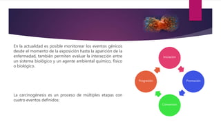 En la actualidad es posible monitorear los eventos génicos
desde el momento de la exposición hasta la aparición de la
enfermedad, también permiten evaluar la interacción entre
un sistema biológico y un agente ambiental químico, físico
o biológico.
La carcinogénesis es un proceso de múltiples etapas con
cuatro eventos definidos:
Iniciación
Promoción
Conversión
Progresión
 
