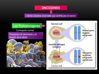 ONCOGENES
- Genes celulares anormales que contribuyen al cancer.
Promueven el crecimiento y la
división de la célula.
Los Protooncogenes
Contraparte normal
 